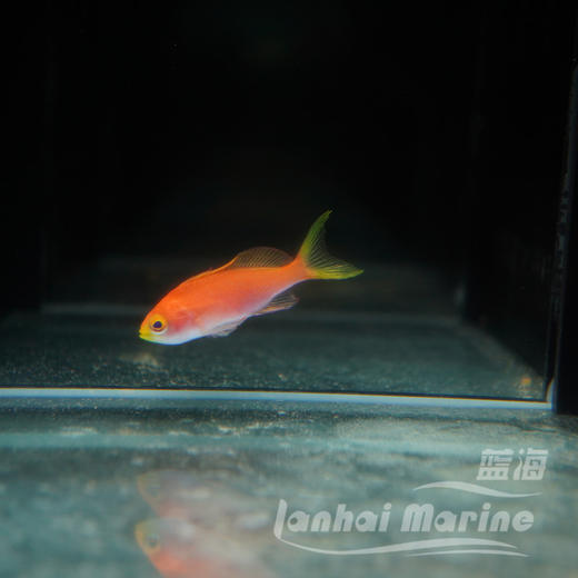 马代紫红宝石 商品图4