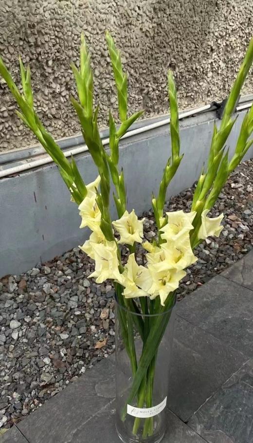 剑兰 | 奶油冰淇淋 商品图0