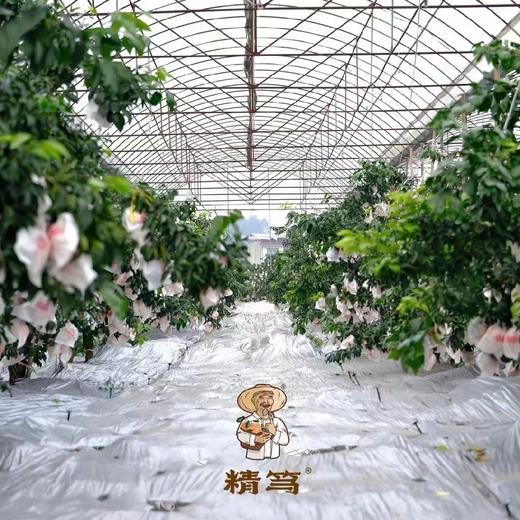 生态橘子 50年三代人 只为一颗好柑橘 6斤装 商品图7