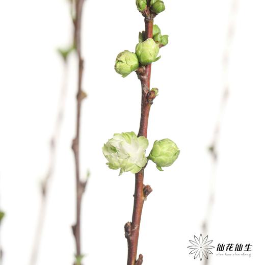 配花 |  珍珠樱白 商品图3