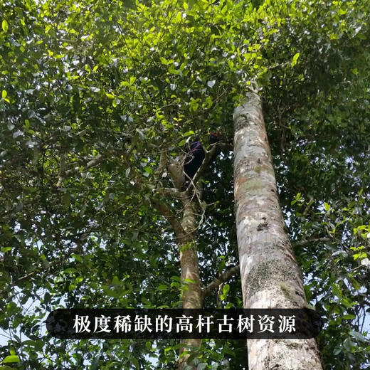 【哆依树高杆】2023年头春头采选取易武高杆之王，仅采茶王树周边八棵大高杆单采单制357g/饼拍5发6  拍20发25 商品图1