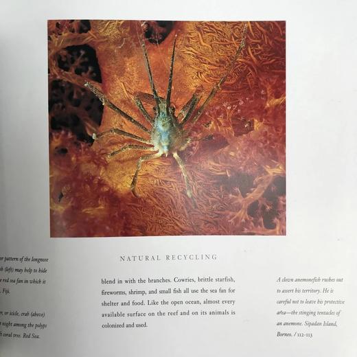 灿烂海洋：诺伯特·吴摄影集 250余幅插图 精装大16开 商品图9