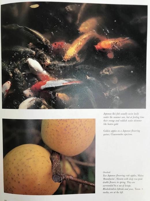 植物世界：密苏里植物园图集 158幅插图（125幅彩色） 精装大16开 商品图11