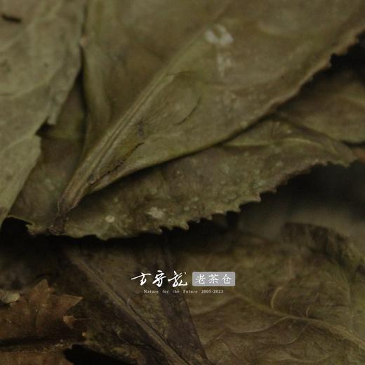 方守龙老茶仓 2012年老枞单叶冬茶 福鼎白茶 商品图2
