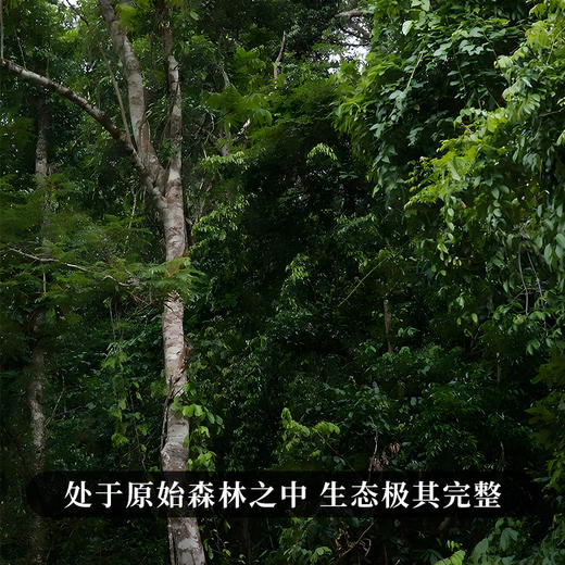 【哆依树高杆】2023年头春头采选取易武高杆之王，仅采茶王树周边八棵大高杆单采单制357g/饼拍5发6  拍20发25 商品图9