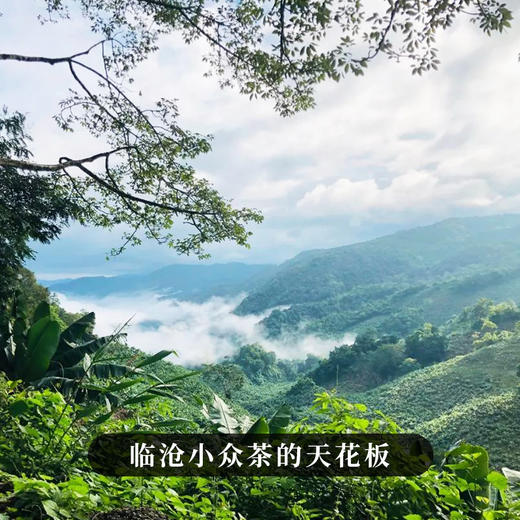 【限时回馈】【大师手作—绿水塘】2018年头春头采五年珍藏临沧小众茶的天花板 采用宣哥独创制茶工艺 荣誉好茶 量少珍惜 商品图9
