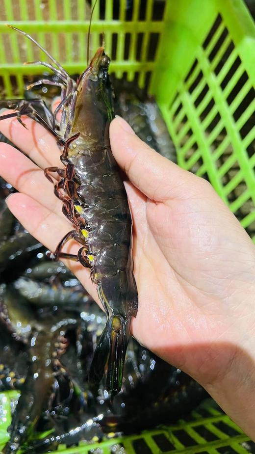 港岛姑娘 特大黑虎虾超大深海虾特大青虾甜嫩个大体肥活冻 商品图2