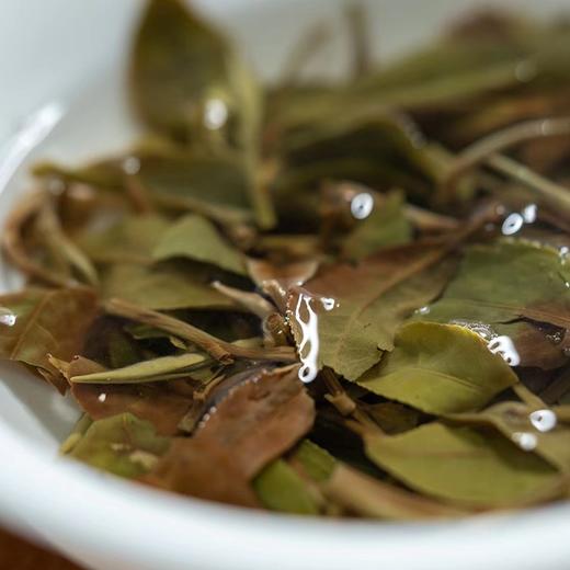 方守龙 2023/2024年秋香白牡丹 福鼎白茶太姥山核心产区出品 [官方旗舰店正品直供] 商品图3