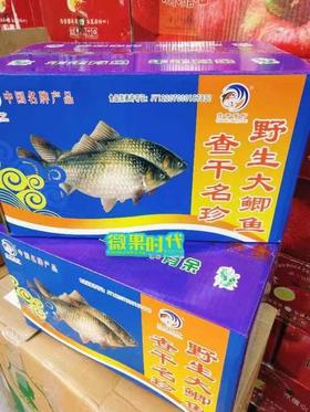 野生鲫鱼礼盒