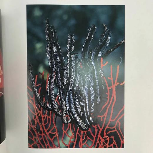 灿烂海洋：诺伯特·吴摄影集 250余幅插图 精装大16开 商品图11