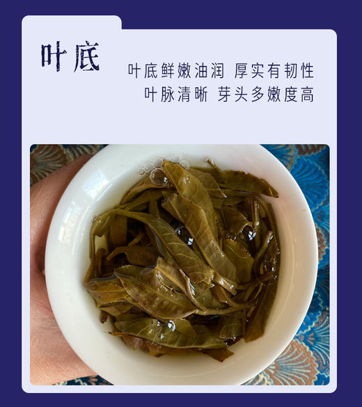 生普 | 洪海古树 2020年班盆 300年已上古树 头春散茶 50g/罐 商品图4