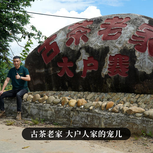 【大户赛】2023年头春头采隐秘森林的珍宝真正意义上的临沧王357g/饼拍5发6 商品图9