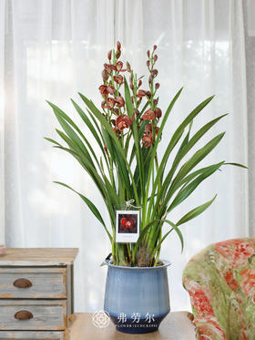 蕙兰（红玛瑙2）