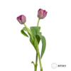 国产郁金香 ｜ 美杜莎 【如运输过程中出现黄叶不售后，介意慎拍】 商品缩略图1