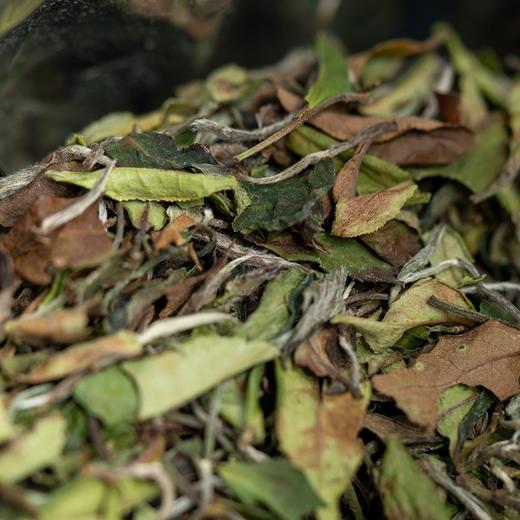 方守龙 2023/2024年秋香白牡丹 福鼎白茶太姥山核心产区出品 [官方旗舰店正品直供] 商品图1