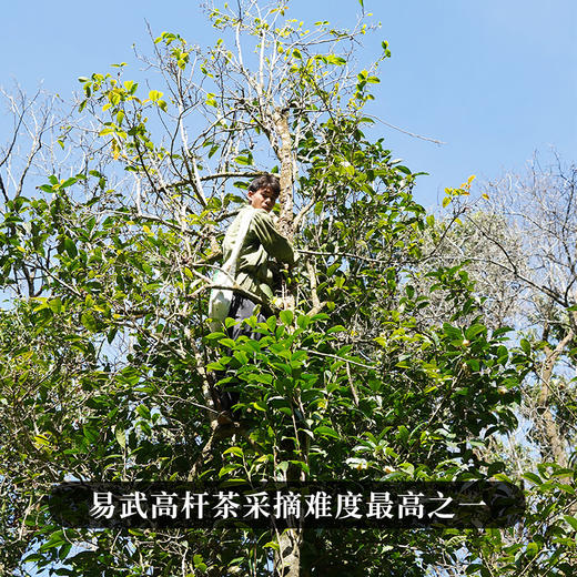 【哆依树高杆】2023年头春头采选取易武高杆之王，仅采茶王树周边八棵大高杆单采单制357g/饼拍5发6  拍20发25 商品图7