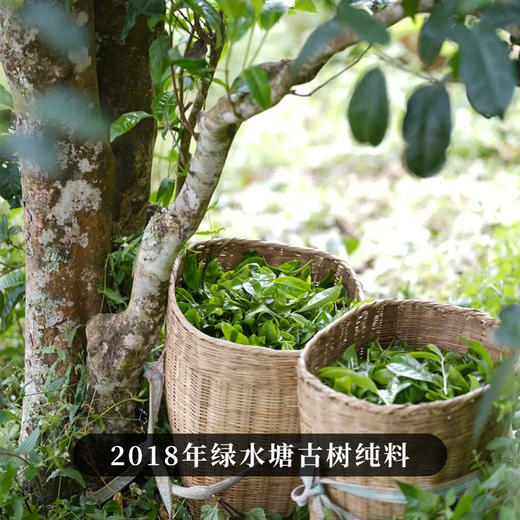 【限时回馈】【大师手作—绿水塘】2018年头春头采五年珍藏临沧小众茶的天花板 采用宣哥独创制茶工艺 荣誉好茶 量少珍惜 商品图1