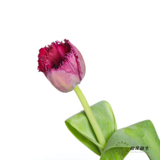 国产郁金香 ｜ 美杜莎 【如运输过程中出现黄叶不售后，介意慎拍】 商品图3