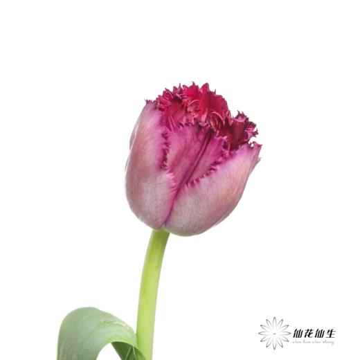 国产郁金香 ｜ 美杜莎 【如运输过程中出现黄叶不售后，介意慎拍】 商品图2