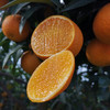 2025新上市 现摘现发，产地直发，有机种植，四川爱媛新鲜采摘 皮薄肉嫩果香浓郁 酸甜多汁 可以吸着吃的鲜橙 无核无渣老少皆宜 吃一口就忘不了的独特味道 商品缩略图6