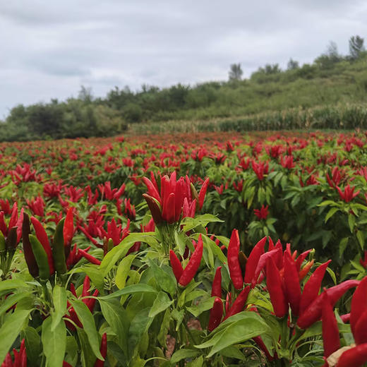 新一代干辣椒葫芦岛山庄爽辣干辣椒2斤起售 商品图2