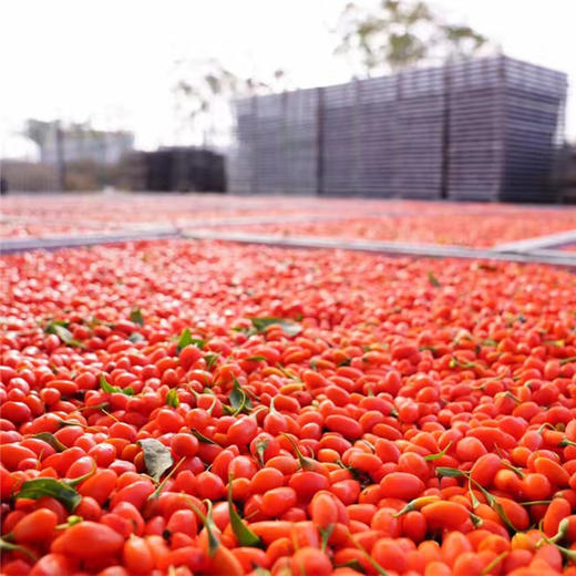 【自营】头茬中宁枸杞（原色无熏硫） 商品图2