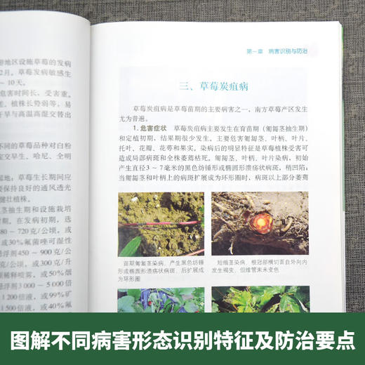 草莓病虫害识别与防治彩色图说 【官方正版，可开发票，下单时留开票信息和电子邮箱】 商品图3