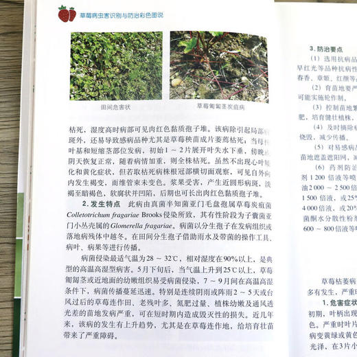 草莓病虫害识别与防治彩色图说 【官方正版，可开发票，下单时留开票信息和电子邮箱】 商品图9
