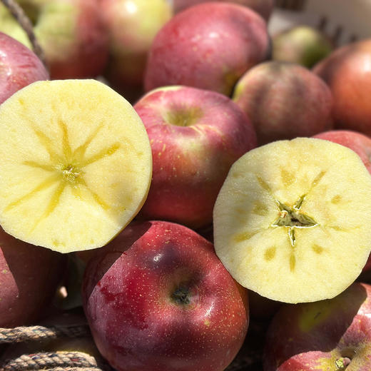 『大凉山丑苹果』半野生种植，带果锈、外貌丑，香脆可口，果香浓郁 商品图5