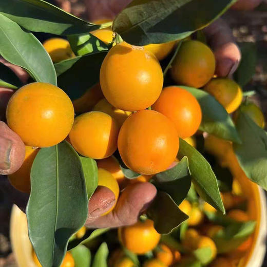 『云端脆蜜金桔』脆甜沁蜜，果肉细腻，带皮可食，新鲜采摘不打蜡 商品图6