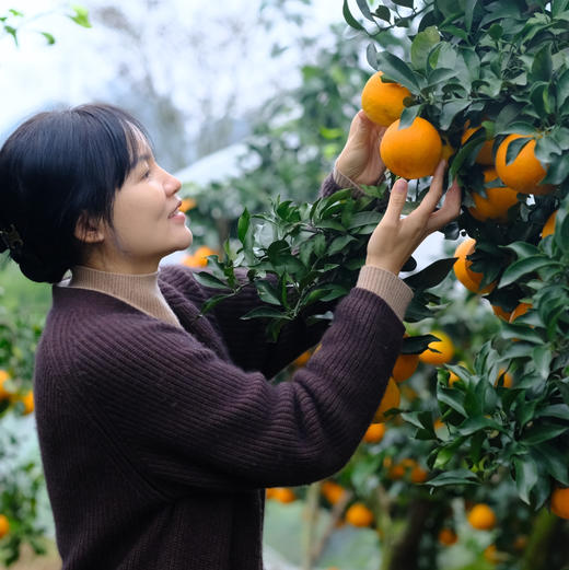 2025新上市 现摘现发，产地直发，有机种植，四川爱媛新鲜采摘 皮薄肉嫩果香浓郁 酸甜多汁 可以吸着吃的鲜橙 无核无渣老少皆宜 吃一口就忘不了的独特味道 商品图1