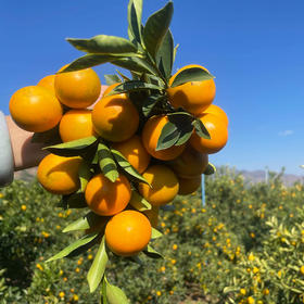 『云端脆蜜金桔』脆甜沁蜜，果肉细腻，带皮可食，新鲜采摘不打蜡