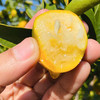 『云端脆蜜金桔』脆甜沁蜜，果肉细腻，带皮可食，新鲜采摘不打蜡 商品缩略图7