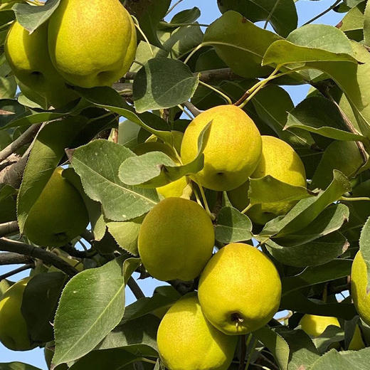 新疆香梨5斤（一级果100g-120g） 商品图6