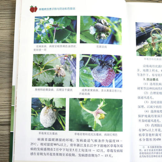 草莓病虫害识别与防治彩色图说 【官方正版，可开发票，下单时留开票信息和电子邮箱】 商品图6