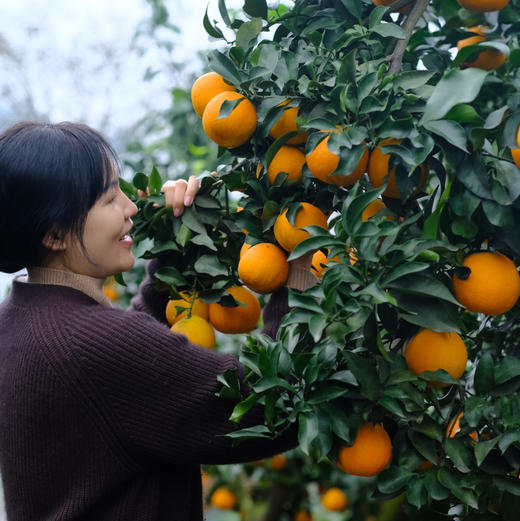2025新上市 现摘现发，产地直发，有机种植，四川爱媛新鲜采摘 皮薄肉嫩果香浓郁 酸甜多汁 可以吸着吃的鲜橙 无核无渣老少皆宜 吃一口就忘不了的独特味道 商品图5