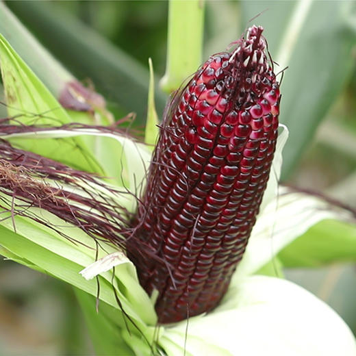 【小农仙】富硒黑玉米 非转基因 230g*6支礼盒 商品图1