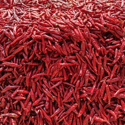 新一代干辣椒葫芦岛山庄爽辣干辣椒2斤起售 商品图3