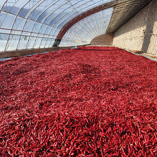 新一代干辣椒葫芦岛山庄爽辣干辣椒2斤起售 商品图1