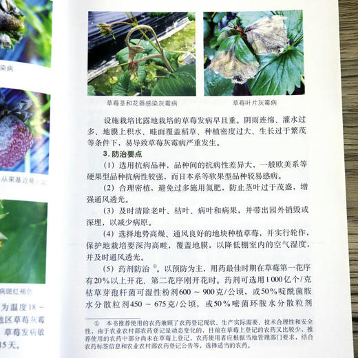 草莓病虫害识别与防治彩色图说 【官方正版，可开发票，下单时留开票信息和电子邮箱】 商品图7