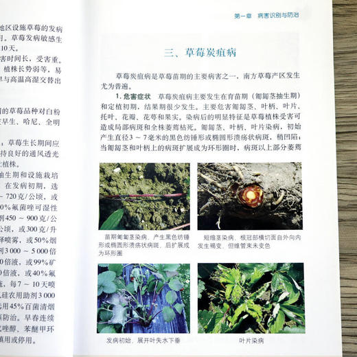 草莓病虫害识别与防治彩色图说 【官方正版，可开发票，下单时留开票信息和电子邮箱】 商品图8