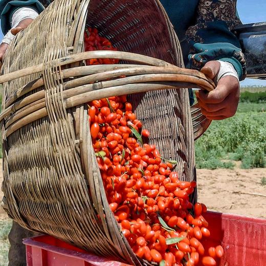 【自营】头茬中宁枸杞（原色无熏硫） 商品图1