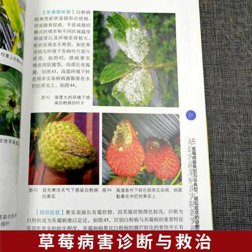草莓疑难杂症图片对照诊断与处方第二版 【官方正版，可开发票，下单时留开票信息和电子邮箱】 商品图3