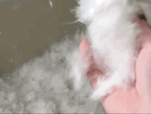 个位数库存断码！【U家同厂无缝系列短款羽绒服】经典百搭5色可选！充绒量足90优质白鸭绒！3D锁绒工艺，解决跑绒钻绒烦恼，锁温力MAX！外层高密度的纤维面料、防风！防水！防污！ 商品图11