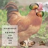 【产地直发包邮】北京油鸡 公鸡 绿嘟嘟农场 商品缩略图0