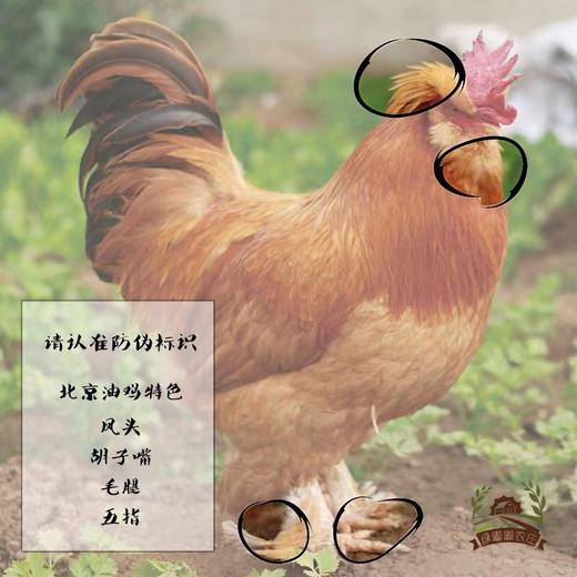 【产地直发包邮】北京油鸡 公鸡 绿嘟嘟农场 商品图0