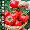 普罗旺斯西红柿露天种植沙瓤西红柿自然成熟新鲜番茄绿色蔬菜 商品缩略图9