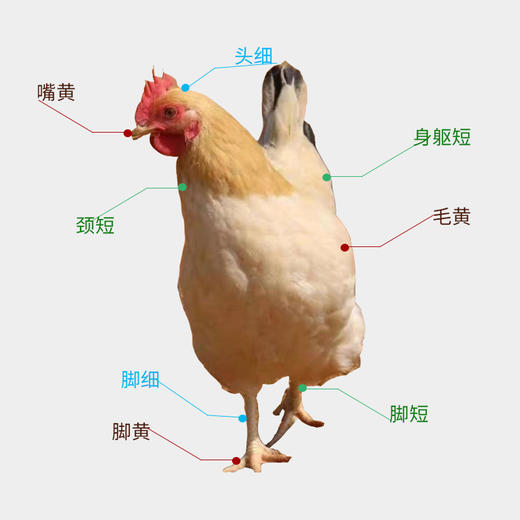 广远杏花鸡光鲜鸡750g 商品图2
