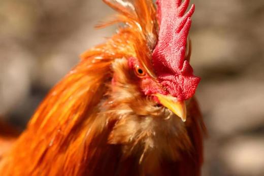 【产地直发包邮】北京油鸡 公鸡 绿嘟嘟农场 商品图2