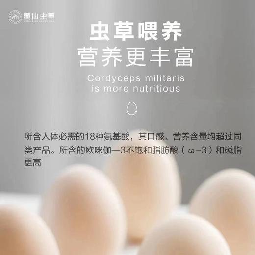 藏仙虫草鸡 虫草面 藏仙虫草蛋30枚 商品图13